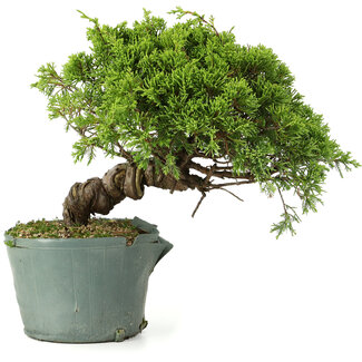 Juniperus chinensis Itoigawa, 22 cm, ± 20 años