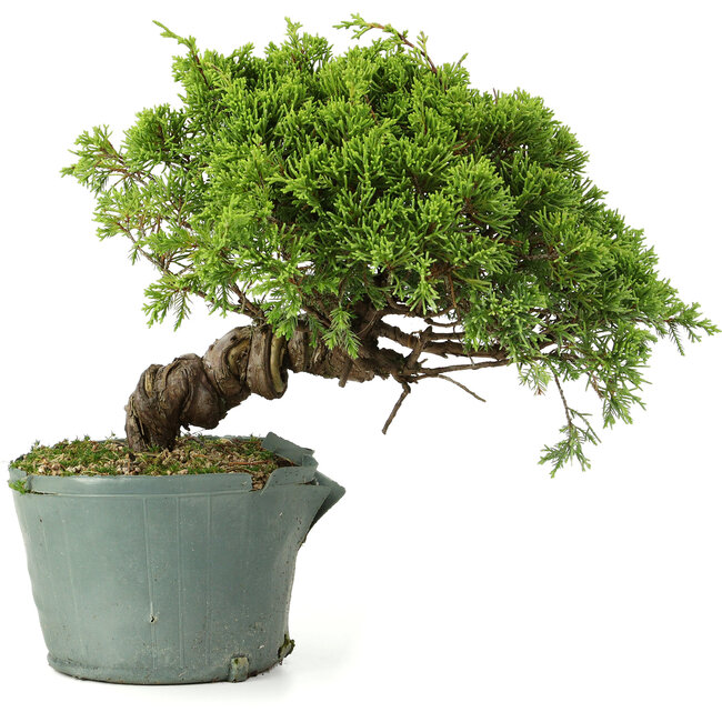 Juniperus chinensis Itoigawa, 22 cm, ± 20 jaar oud