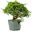 Juniperus chinensis Itoigawa, 22 cm, ± 20 Jahre alt