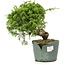 Juniperus chinensis Itoigawa, 22 cm, ± 20 jaar oud