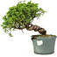 Juniperus chinensis Itoigawa, 22 cm, ± 20 jaar oud