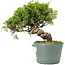 Juniperus chinensis Itoigawa, 22 cm, ± 20 jaar oud