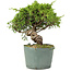 Juniperus chinensis Itoigawa, 22 cm, ± 20 Jahre alt