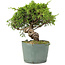 Juniperus chinensis Itoigawa, 22 cm, ± 20 years old