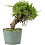 Juniperus chinensis Itoigawa, 22 cm, ± 20 ans