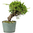 Juniperus chinensis Itoigawa, 22 cm, ± 20 jaar oud