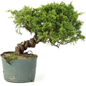 Juniperus chinensis Itoigawa, 21 cm, ± 20 anni