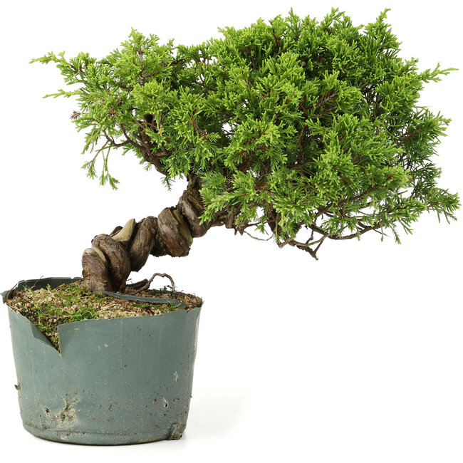 Juniperus chinensis Itoigawa, 21 cm, ± 20 Jahre alt