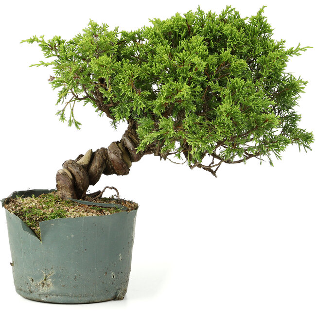 Juniperus chinensis Itoigawa, 21 cm, ± 20 years old