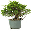 Juniperus chinensis Itoigawa, 21 cm, ± 20 Jahre alt