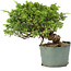 Juniperus chinensis Itoigawa, 21 cm, ± 20 anni