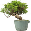 Juniperus chinensis Itoigawa, 21 cm, ± 20 anni