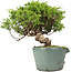 Juniperus chinensis Itoigawa, 21 cm, ± 20 Jahre alt