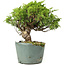 Juniperus chinensis Itoigawa, 21 cm, ± 20 Jahre alt