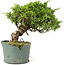 Juniperus chinensis Itoigawa, 21 cm, ± 20 ans