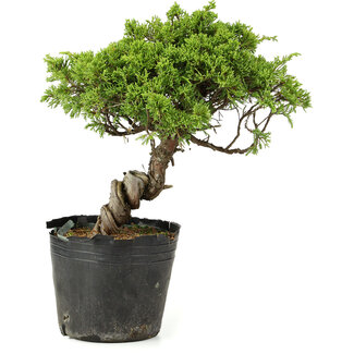 Juniperus chinensis Itoigawa, 27 cm, ± 20 anni