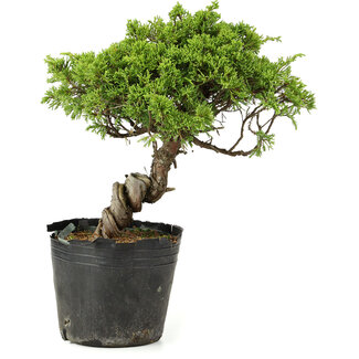 Juniperus chinensis Itoigawa, 27 cm, ± 20 Jahre alt