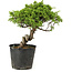 Juniperus chinensis Itoigawa, 27 cm, ± 20 anni