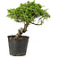 Juniperus chinensis Itoigawa, 27 cm, ± 20 ans