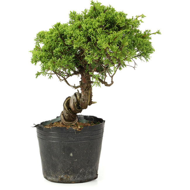 Juniperus chinensis Itoigawa, 27 cm, ± 20 ans
