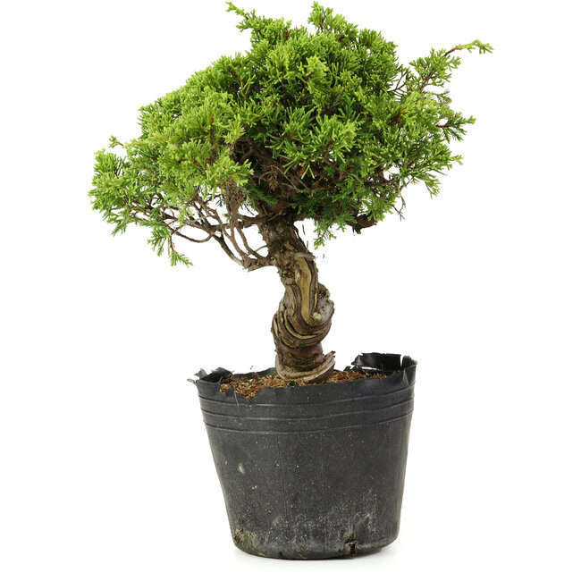 Juniperus chinensis Itoigawa, 27 cm, ± 20 anni