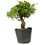 Juniperus chinensis Itoigawa, 27 cm, ± 20 jaar oud