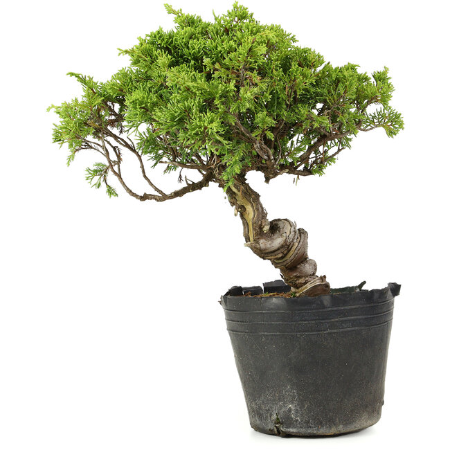 Juniperus chinensis Itoigawa, 27 cm, ± 20 years old