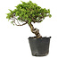 Juniperus chinensis Itoigawa, 27 cm, ± 20 anni