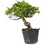 Juniperus chinensis Itoigawa, 27 cm, ± 20 ans