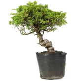 Juniperus chinensis Itoigawa, 27 cm, ± 20 jaar oud