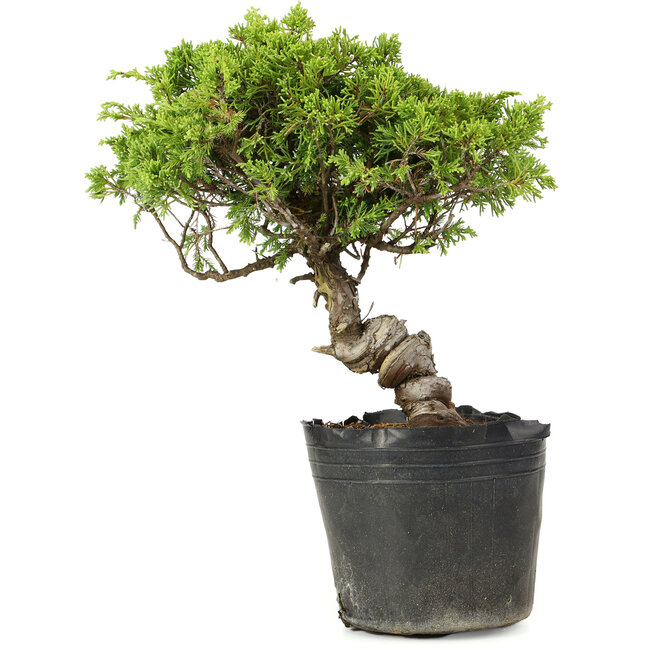 Juniperus chinensis Itoigawa, 27 cm, ± 20 ans