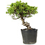 Juniperus chinensis Itoigawa, 27 cm, ± 20 jaar oud