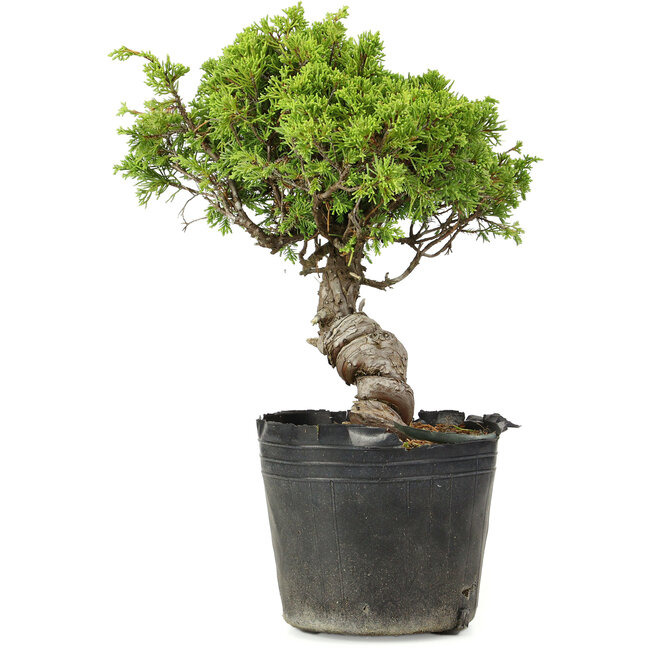 Juniperus chinensis Itoigawa, 27 cm, ± 20 Jahre alt