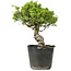 Juniperus chinensis Itoigawa, 27 cm, ± 20 jaar oud