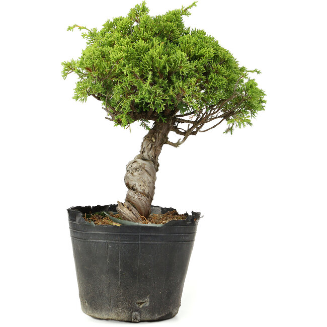 Juniperus chinensis Itoigawa, 27 cm, ± 20 ans