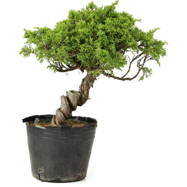 Juniperus chinensis Itoigawa, 27 cm, ± 20 anni