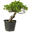 Juniperus chinensis Itoigawa, 27 cm, ± 20 jaar oud