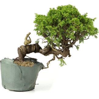 Juniperus chinensis Itoigawa, 23 cm, ± 20 anni