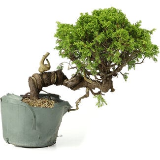 Juniperus chinensis Itoigawa, 23 cm, ± 20 years old