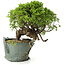 Juniperus chinensis Itoigawa, 23 cm, ± 20 Jahre alt