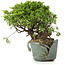 Juniperus chinensis Itoigawa, 23 cm, ± 20 Jahre alt