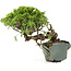 Juniperus chinensis Itoigawa, 23 cm, ± 20 jaar oud