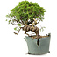 Juniperus chinensis Itoigawa, 23 cm, ± 20 jaar oud