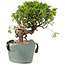 Juniperus chinensis Itoigawa, 23 cm, ± 20 jaar oud