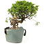 Juniperus chinensis Itoigawa, 23 cm, ± 20 Jahre alt