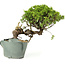 Juniperus chinensis Itoigawa, 23 cm, ± 20 Jahre alt