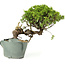 Juniperus chinensis Itoigawa, 23 cm, ± 20 years old