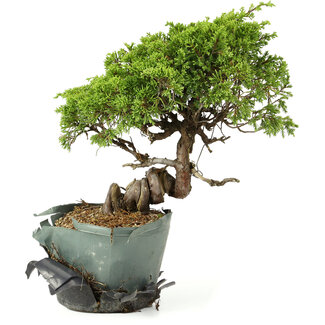 Juniperus chinensis Itoigawa, 24 cm, ± 20 anni