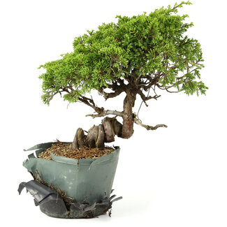 Juniperus chinensis Itoigawa, 24 cm, ± 20 jaar oud