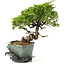 Juniperus chinensis Itoigawa, 24 cm, ± 20 jaar oud